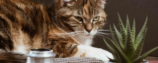 7 Things Your Pet Cat Hates!