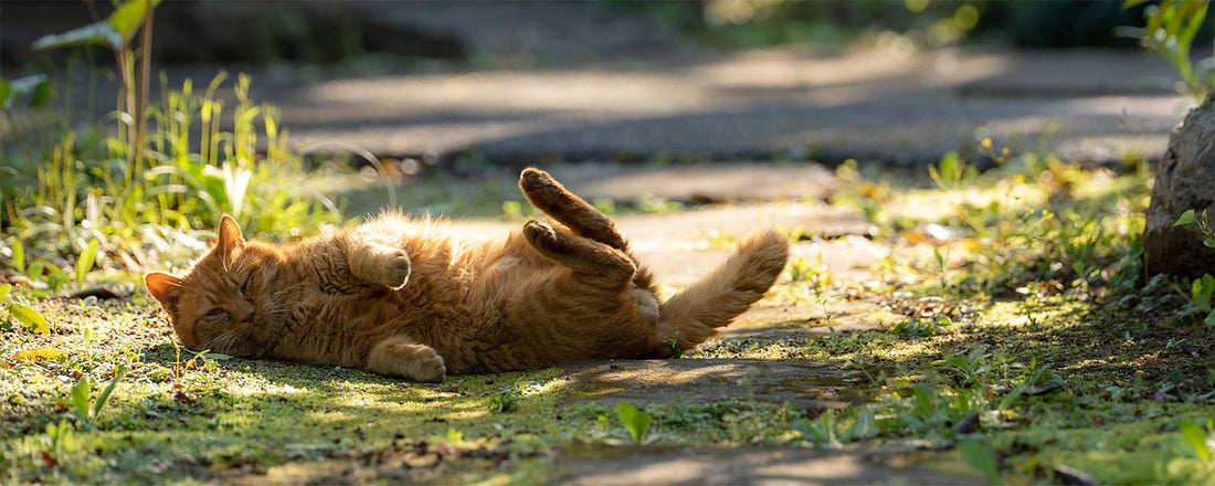 Why Do Cats Roll In Dirt?